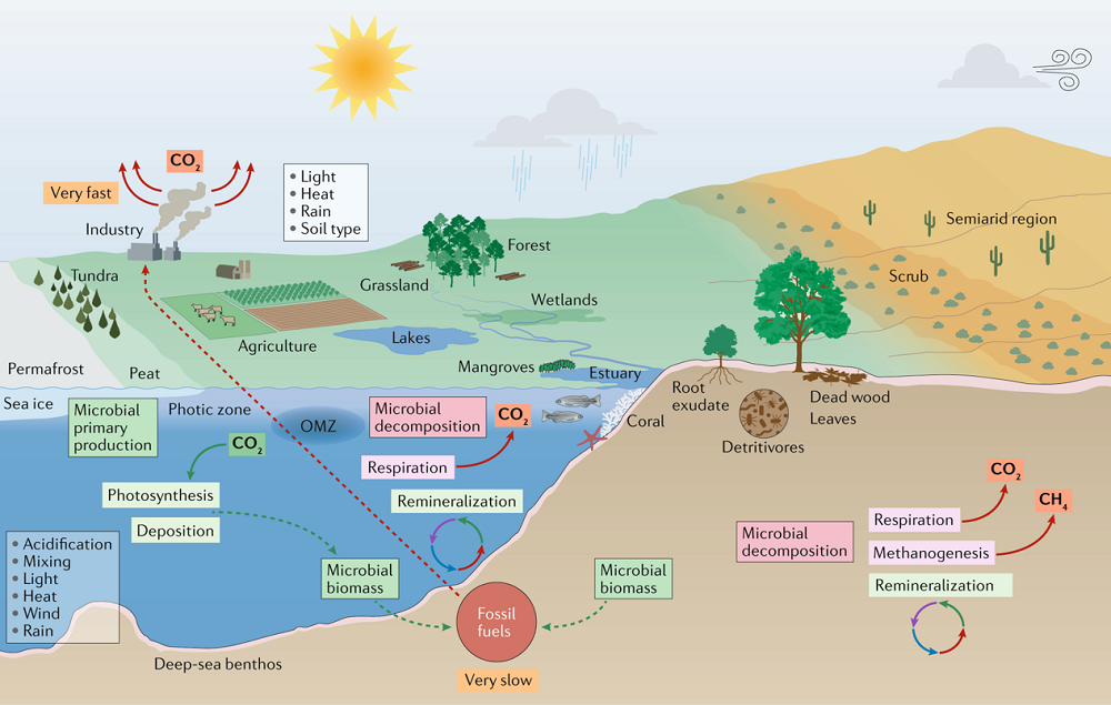 Figura 4. Microorganismos y cambio climático en la biomasa marina y terrestre