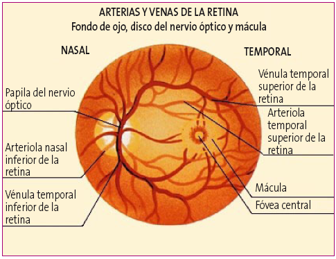 Figura 2. Arterias y venas de la retina