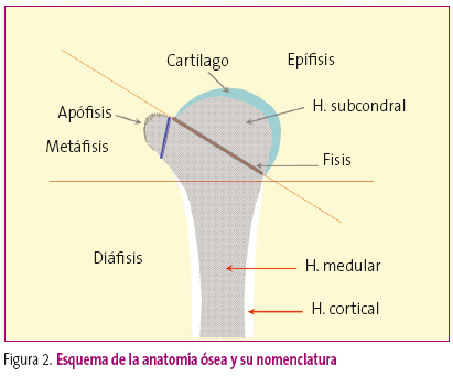 Figura 2. Esquema de la anatomía ósea y su nomenclatura