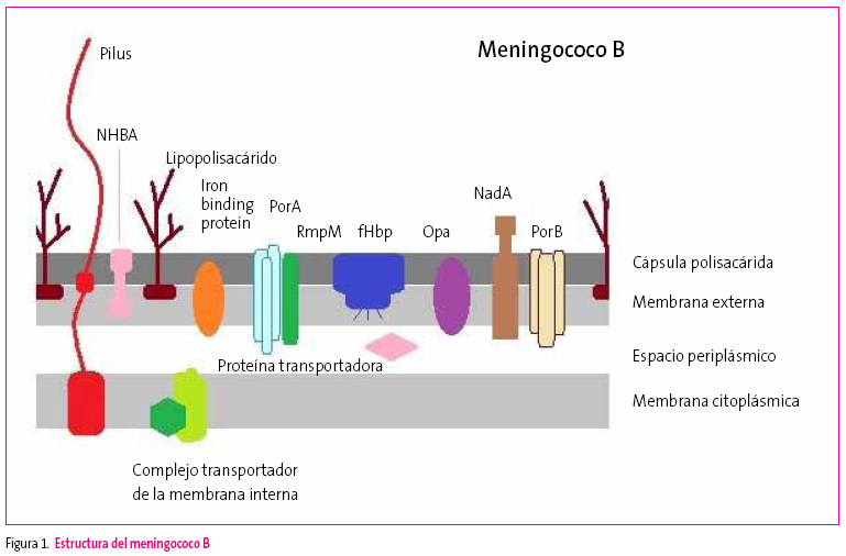 Figura 1. Estructura del meningococo B