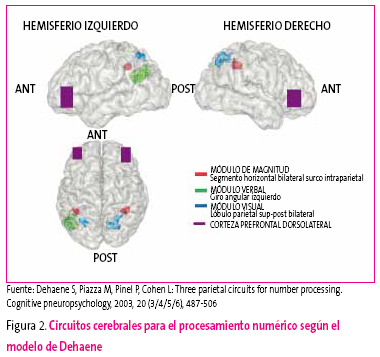 Figura 2. Circuitos cerebrales para el procesamiento numérico según el modelo de Dehaene
